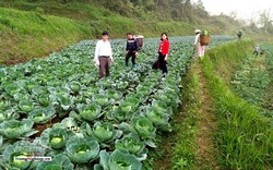 Rau sạch vùng cao Na Hang