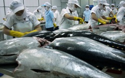 Xuất khẩu cá tra giảm tháng thứ 2 liên tiếp