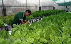 Trang trại Trường Phúc trồng rau thủy canh xuất khẩu sang Hàn Quốc
