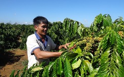 Giá cà phê tăng mạnh trở lại