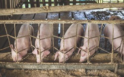 Triều Tiên đối phó khẩn cấp với dịch tả lợn châu Phi