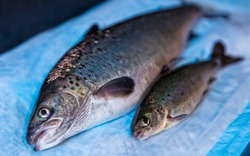 Cận cảnh loài cá hồi biến đổi gen đầu tiên được chấp nhận tại thị trường Mỹ