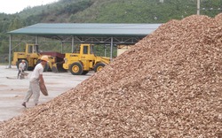 Tăng thuế xuất khẩu dăm gỗ: Rủi ro cho doanh nghiệp và người trồng rừng