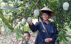 Yên Châu chú trọng nâng cao thu nhập cho người dân