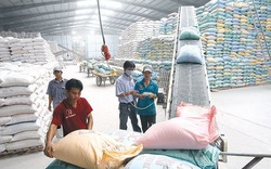 Xuất khẩu gạo gặp khó: Tìm một hướng đi bền vững