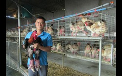 Hưng Yên: Một chủ trang trại bán được 10.000 giống gà lai Đông Tảo ông, bà