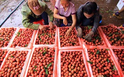 Nông sản Việt gặp khó ở Trung Quốc: Không đổi mới mình sẽ thất bại