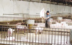 Giải pháp chăn nuôi lợn trong “bão” dịch