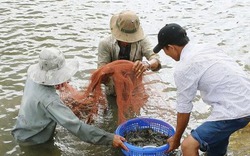 Ba giải pháp ứng phó để chờ tôm tăng giá