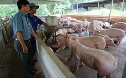 Đẩy mạnh an toàn sinh học trong chăn nuôi heo