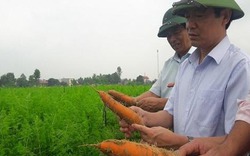 Góp đất với doanh nghiệp, nông dân xứ Thanh đưa cà rốt xuất ngoại