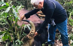 Phát hiện xác bò tót nặng khoảng 800kg trong Khu bảo tồn ở Đồng Nai