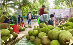 Thương lái miền Tây lùng mua mít Thái, giá vọt lên 52.000 đồng/kg