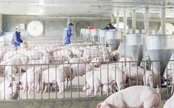 Chăn nuôi lợn an toàn sinh học - “vũ khí” ngăn dịch
