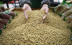 Trung Quốc dọa ngừng nhập nông sản nếu Mỹ tiếp tục "lật lọng" trên bàn đàm phán
