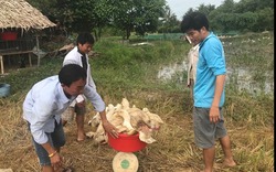 Đồng bằng sông Cửu Long: Giá vịt thương phẩm tăng cao do dịch tả lợn