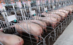 Chủ tịch Tập đoàn Dabaco: Giá lợn tại Trung Quốc đã lên 74.000 đ/kg, giá lợn sẽ tăng trong 4 tháng tới