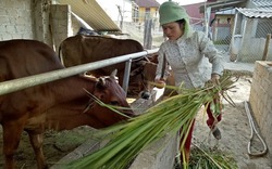 Mộc Châu hỗ trợ vốn vay cho nông dân phát triển sản xuất