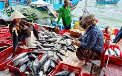 Trung Quốc thắt chặt tiểu ngạch, hải sản ùn ứ: Nhiều nơi ngó lơ điều kiện xuất khẩu
