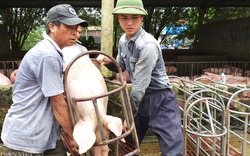 Giá heo hơi hôm nay 18/7: Đồng loạt khởi sắc, có nơi "nhảy" 3 giá