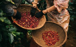 Vì sao kim ngạch xuất khẩu cà phê lao dốc gần 20%?