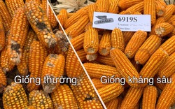 Giống ngô kháng sâu keo mùa thu của thế giới đã có ở Việt Nam