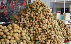 Hàng tấn nhãn ngon và nông sản an toàn Sơn La "đổ bộ" về Thủ đô