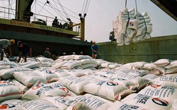 “Chạy hụt hơi” ở nước láng giềng, gạo Việt tìm thị trường mới
