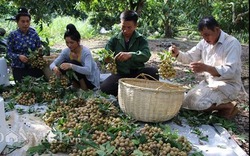 Nhãn đã 'nhả vàng': Từ đặc sản vùng xa, nhãn Sơn La vươn ra thế giới