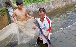 Mô hình nuôi cá tầm trong lồng bè cho thu nhập cao ở Lào Cai