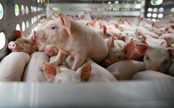 Thực hư thông tin Tập đoàn DABACO tăng giá bán lên 2 triệu đồng/con lợn giống