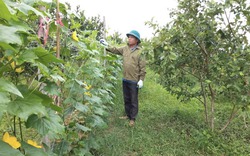 Đồng hành cùng nông dân xã Phú Lai giảm nghèo