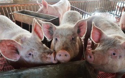 Giá heo hơi hôm nay 2/8: Thương lái săn lợn xuất Trung Quốc