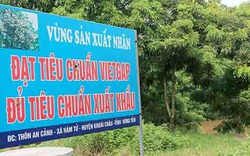 Nhãn Hưng Yên mất mùa, giá bán tăng vọt khiến nhiều nhà vườn trắng tay