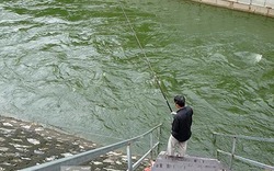 Clip cần thủ thỏa sức buông câu bắt cá trên dòng Tô Lịch xanh