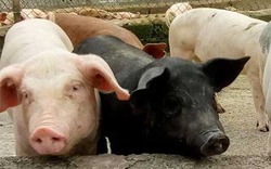 Lạ kỳ trang trại nuôi 1.000 con lợn không thấy chất thải