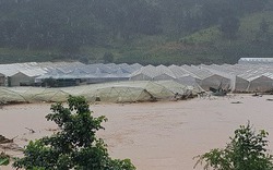 Nước mắt tuôn rơi ở Lâm Đồng: Mất cả trăm tỷ sau mưa lũ kinh hoàng