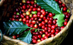 Giá cà phê hôm nay 13/8: Đắk Lắk tăng tới 900 đồng/kg