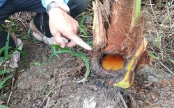Sinh vật “lạ” cắn phá củ hũ dừa một cách bí ẩn, chủ vườn hoang mang