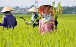 Không làm theo chuỗi, nông sản Việt dễ thua trên “sân nhà”