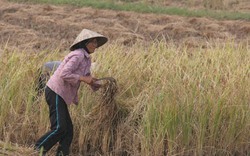 Bảo vệ 3,8 triệu ha đất lúa: Tất cả vì lợi ích quốc gia