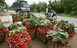 Trái cây Việt và nước Mỹ: Ngon nhưng còn xa lạ