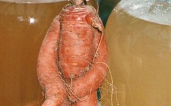 Ngạc nhiên với củ cà rốt hình dáng giống người