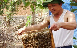 Tháng Giêng mùa con ong đi lấy mật...