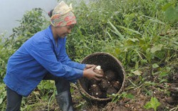 Kỳ Sơn &#40;Nghệ An&#41;:  Xa rồi những mùa  hoa anh túc