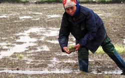 Hà Tĩnh: 16000 ha mạ và lúa gieo chết trắng đồng