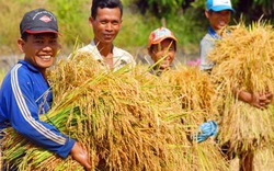 Liên kết sản xuất nông sản đạt hiệu quả cao