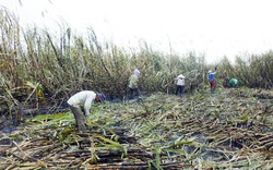 Gia Lai: Báo động an ninh vùng nguyên liệu mía