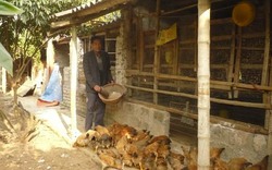 Nuôi gia cầm an toàn sinh học:  Đầu tư  ít lãi cao