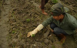 Tuyên Quang:  Khoai tây được hỗ trợ   không nảy mầm